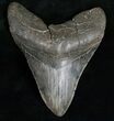 Wide Megalodon Tooth - South Carolina #12012-1